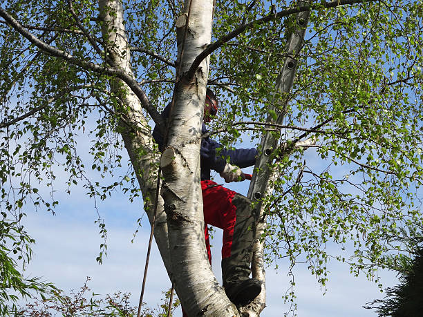 How Our Tree Care Process Works  in  Anna, IL